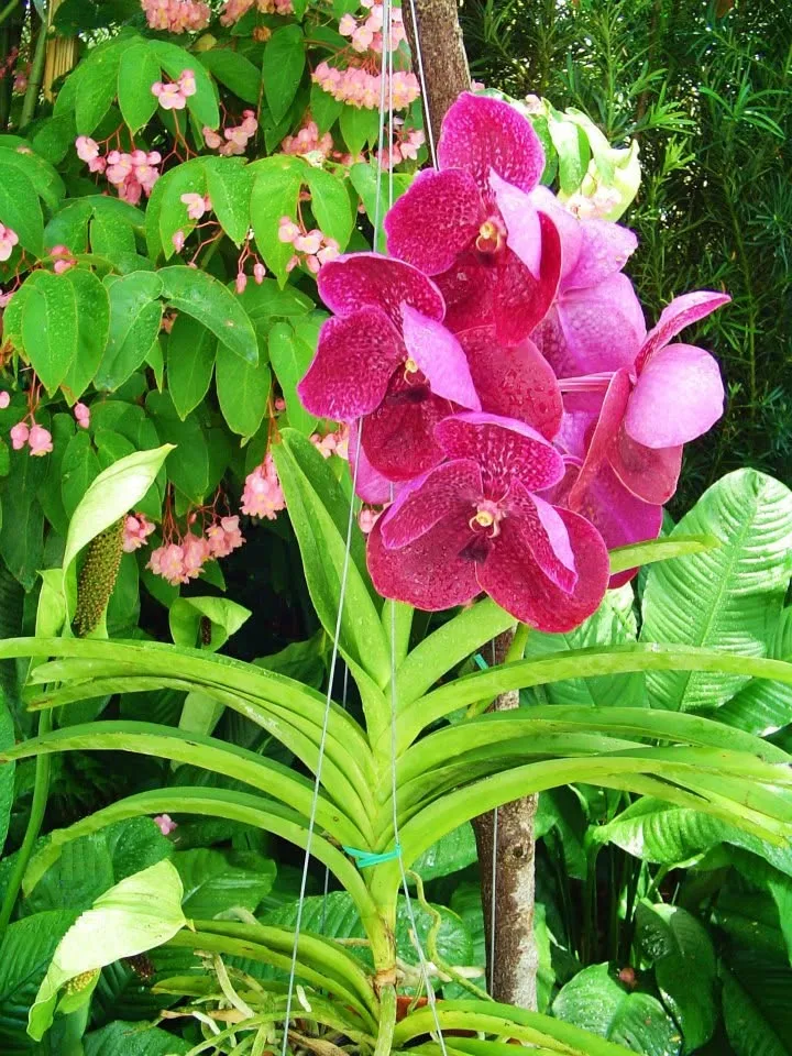 lawn maintenance coral gables
